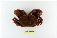 藏品(隆背張口蟹)的圖片